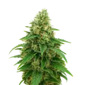 thumb of Stardawg Auto Plant