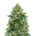 thumb of Stardawg plant
