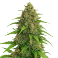 thumb of Strawberry Banana Auto Plant