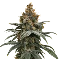 thumb of Sundae Driver Cannabis Plant