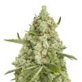 thumb of Super Lemon Haze plant