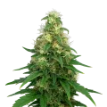 thumb of Super Silver Haze Auto Plant