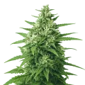 thumb of Super Skunk Auto Plant