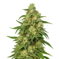 thumb of Sweet Tooth Auto Plant