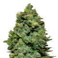thumb of Swiss Cheese plant