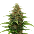 thumb of Tangerine Dream Auto Plant
