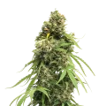 thumb of Tangie plant