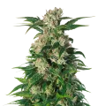 thumb of Trainwreck plant