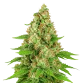 thumb of Triangle Kush Auto Pflanze