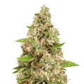 thumb of Triangle Kush Plant