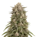 thumb of Tropicanna Cherry Cannabis Plant