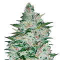 thumb of Tropicana Cookies Plant