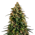 thumb of Watermelon Zkittlez Plant