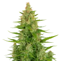 thumb of Wedding Cake Auto Plant
