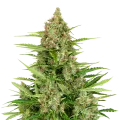 thumb of Wedding Cake plant