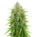 thumb of White Rhino Auto Pflanze