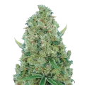 thumb of White Rhino Feminized