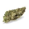 thumb of White Russian bud