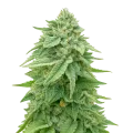 thumb of White Truffle Cannabis Plant
