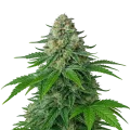 thumb of White Widow Auto Plant
