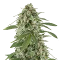 thumb of White Widow X Northern Lights plant