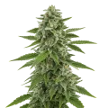 thumb of White Widow x Northern Lights Auto Plant