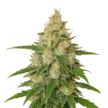 thumb of Zkittlez Auto Plant