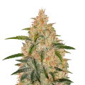 thumb of Zkittlez plant