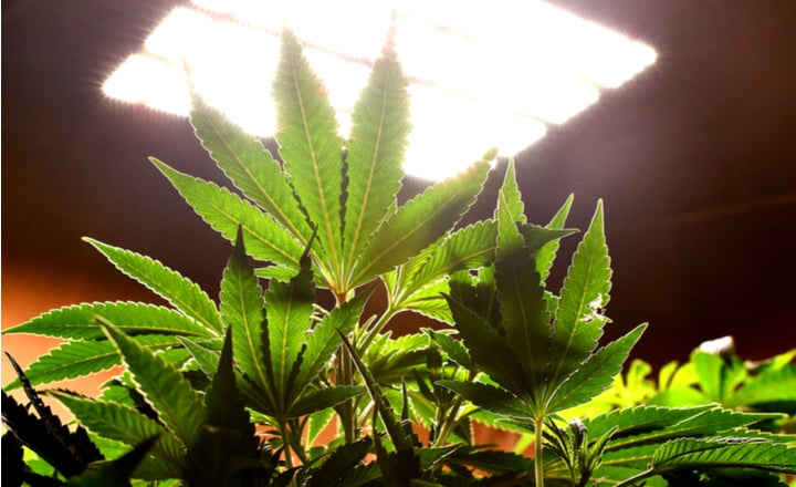 Curious to the best way to grow weed in your apartment? Check it out! 