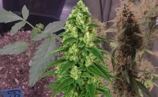 Girl Scout Cookies Auto Week by Week Grow Diary