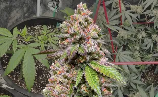 LSD Week by Week Grow Diary