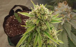 Maui Waui Week by Week Grow Diary