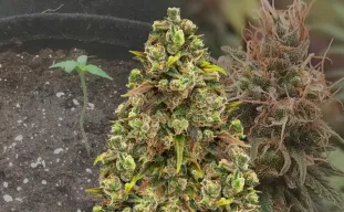 Sexxpot Week by Week Grow Diary