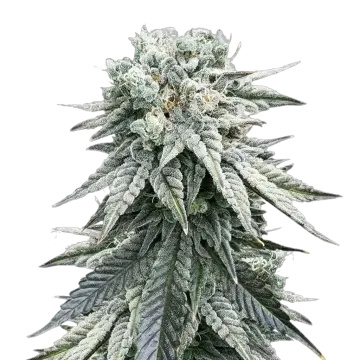 Animal Face cannabis plant