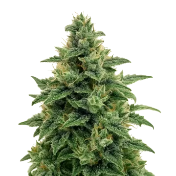 Blue Amnesia Auto cannabis plant