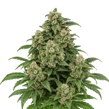 Cap Junky Auto cannabis plant