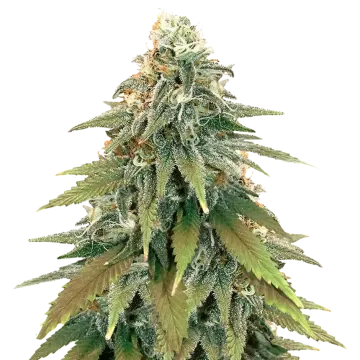 Fat Bastard cannabis plant