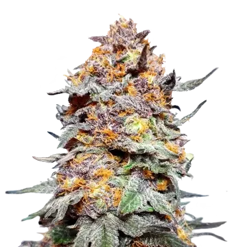 Granddaddy Purple cannabis plant