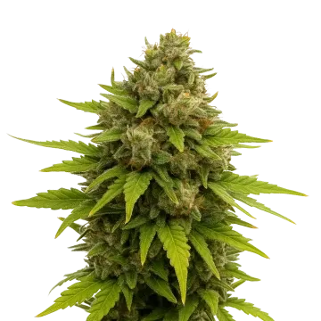 Maui Waui Auto cannabis plant