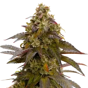Mimosa cannabis plant