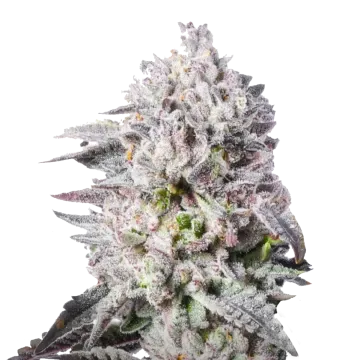 Permanent Marker cannabis plant