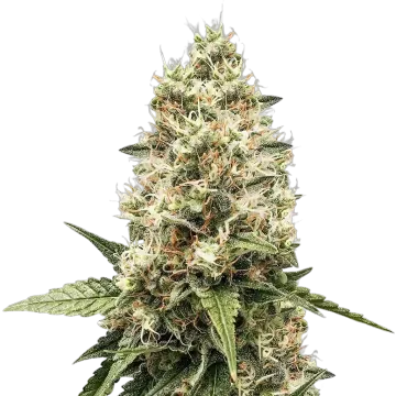 Watermelon Gelato cannabis plant